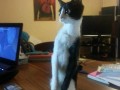 Zombie cat