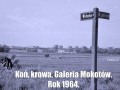 Koń krowa i galeria mokotów