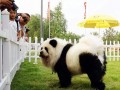 Pandapies