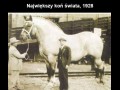 Największy koń świata