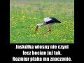 Bocian