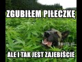 Gdyby laska był psem