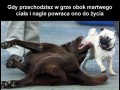 I nagle on wraca do zcyia
