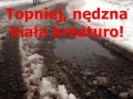 Nędzna biała kreatura