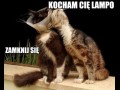 Kocham cię lampo