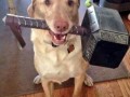 Labrathor