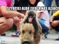 Szybciej szybciej