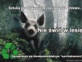 Nie bądź świnia