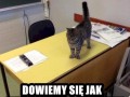 Kot nauczyciel