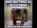 Kotek prosi