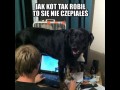 Jak kot tak robił