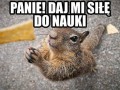Panie proszę