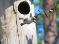 Fly away