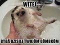 Czeski jeżyk