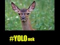 Jelonek
