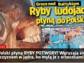 Ryby grozy