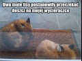 Liseły