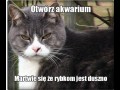 Kotek się martwi