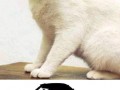 Hitcat