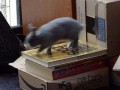 Niekończący się gif 1