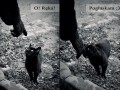 Poglaskamreke