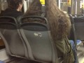 Harry i hagrid w komunikacji miejskiej