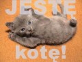 Jestekote