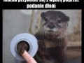 Przywitaj wydrę