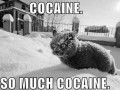 Cocaine so much cocaine
