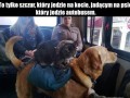 Jedziemy autobusem