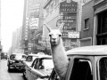 Llama