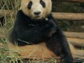 Cute panda