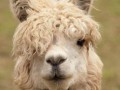 Lama gabrysia