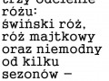 Róż