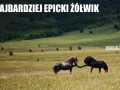 Epicki żółwik