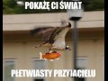 Pokażę ci świat płetwiasty przyjacielu