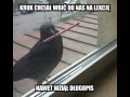 Kruk na lekcji