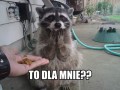 Dzięki ziom