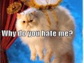 Why do you hate me
