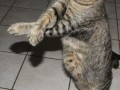 Gangnam cat