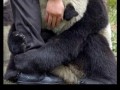 Biedna panda