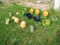 Zombievsplants