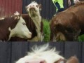Cowface