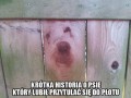 O psie co lubił przytulać płoty