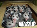 Wazaaa