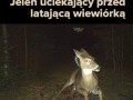 Niemoge z tego