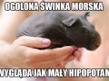 Mały hipcio