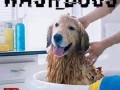 Washdogs