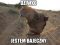 Jestem bajeczny