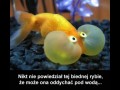Nikt biedakowi nie powiedział 